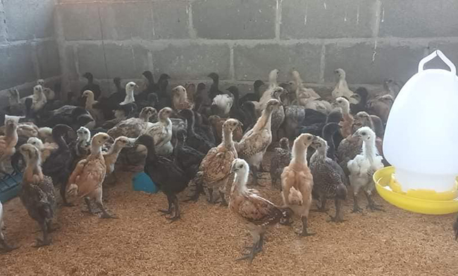 เลี้ยงไก่ดำภูพาน