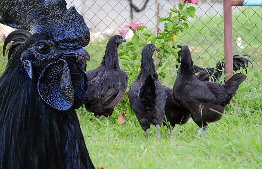 เลี้ยงไก่ดำภูพาน