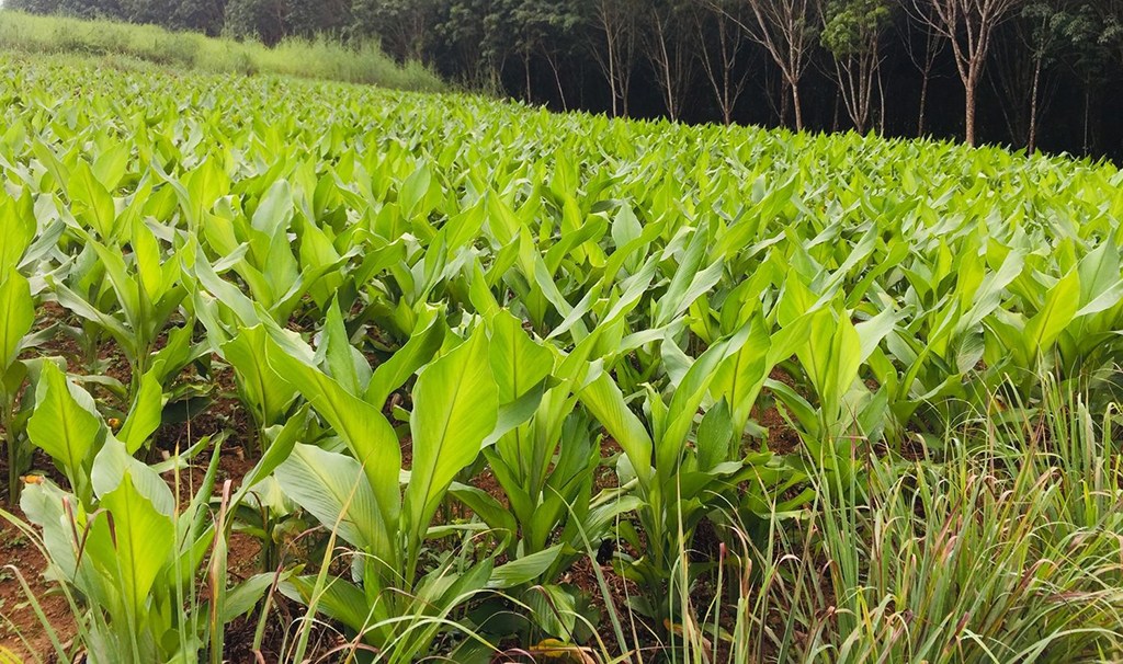 ปลูกขมิ้นชัน