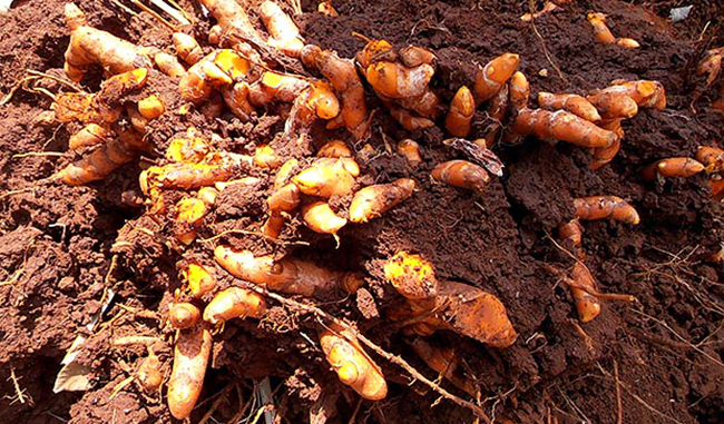 ขมิ้นชัน